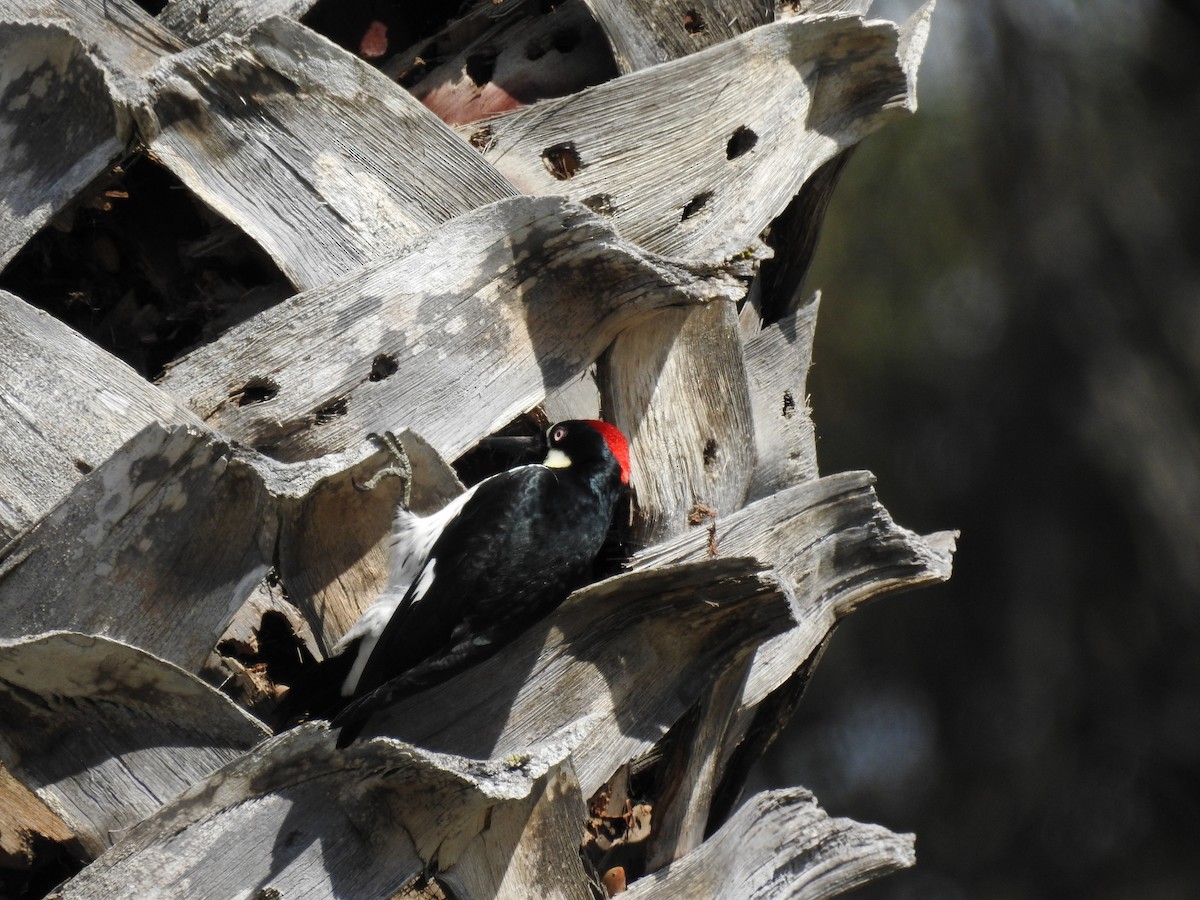 Acorn Woodpecker - ML103236191