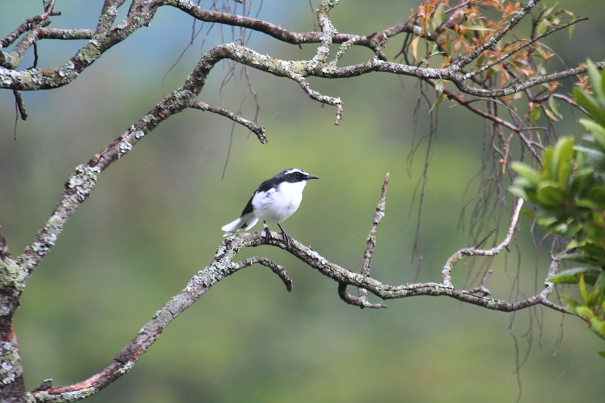 Angola Cave-Chat - Fabio Olmos