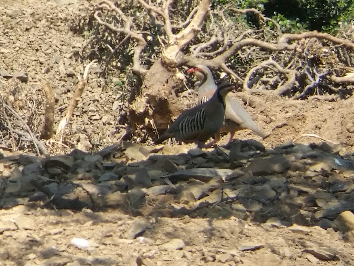 Chukar - ML103237901