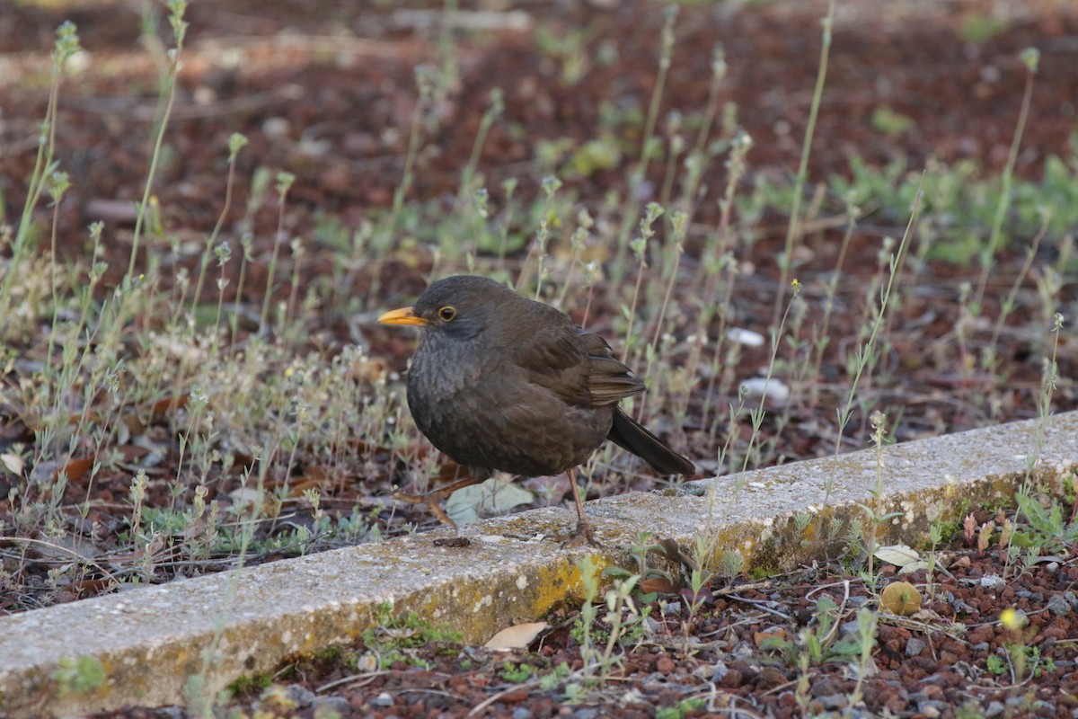 Eurasian Blackbird - ML103241521