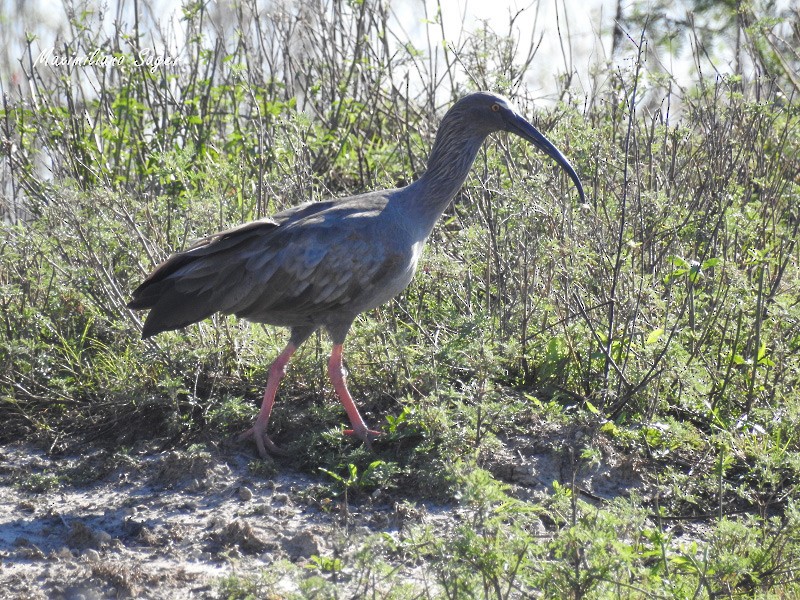 ibis běločelý - ML103241531