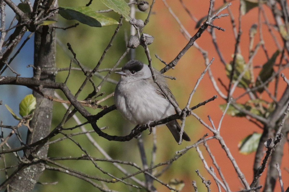 Eurasian Blackcap - Rafael Mateo