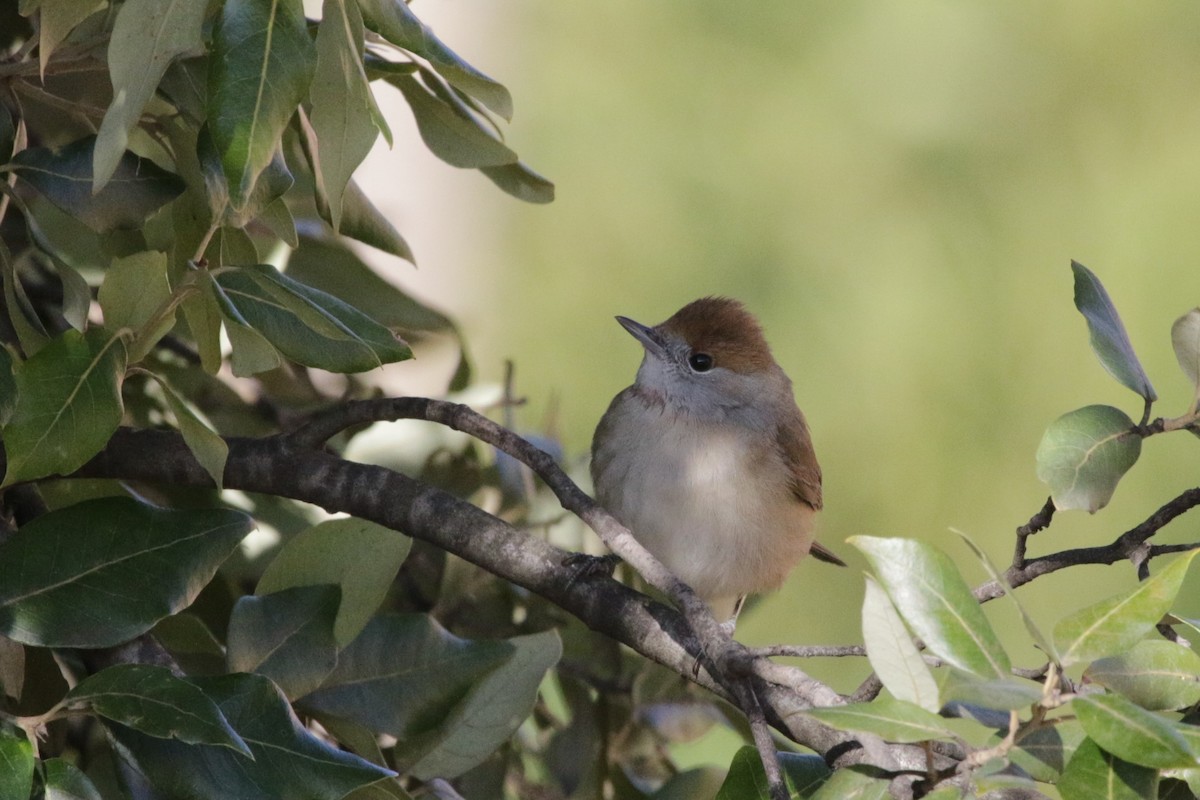 Eurasian Blackcap - ML103242941