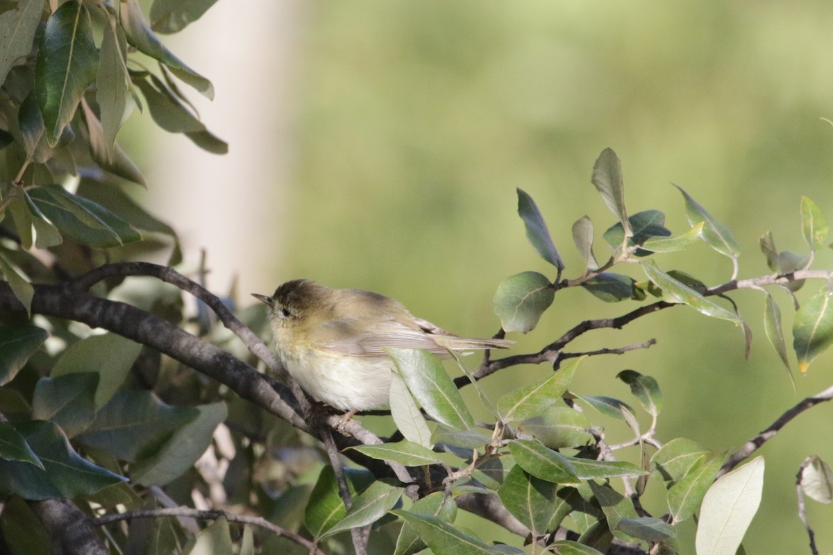 Common Chiffchaff - ML103243051