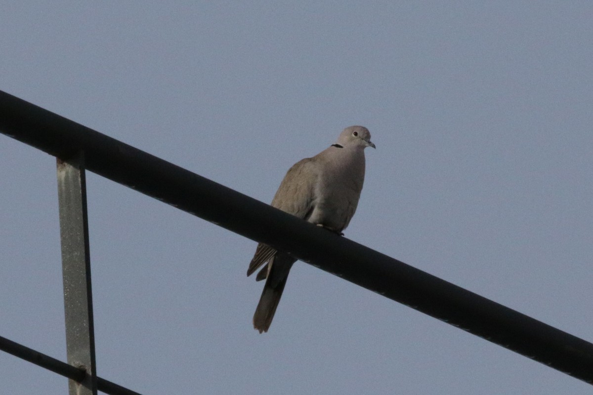 Eurasian Collared-Dove - Rafael Mateo