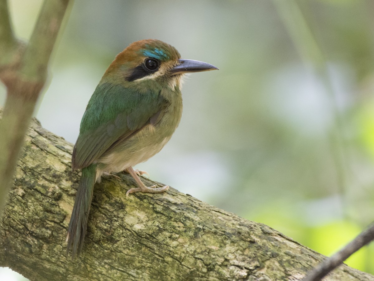 Tody Motmot - Carlos Echeverría