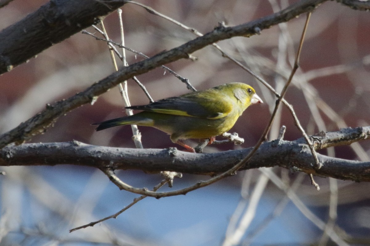 European Greenfinch - Rafael Mateo