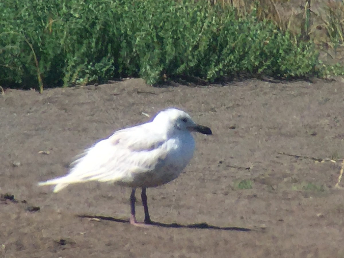 Glaucous-winged Gull - ML103243511