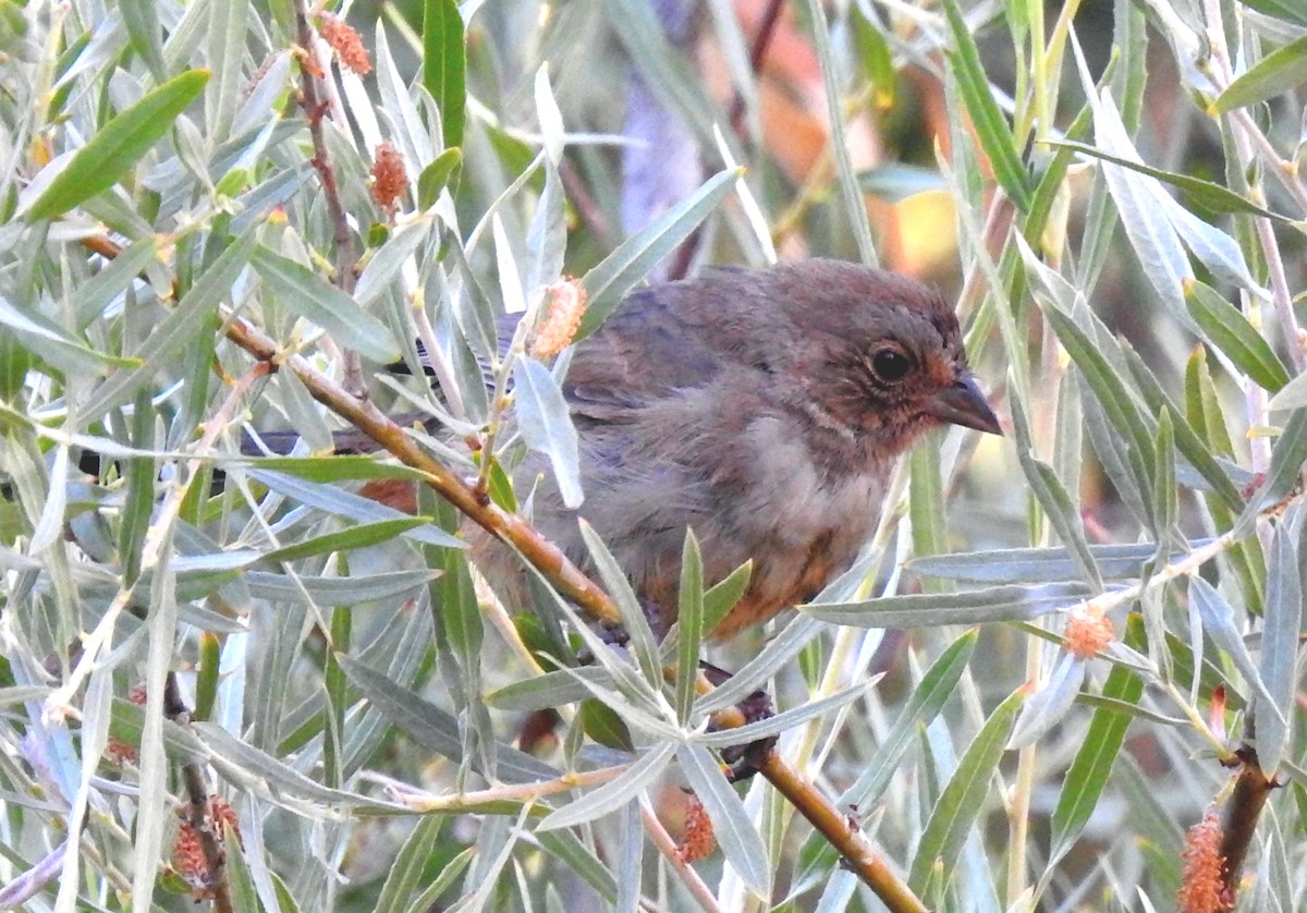 California Towhee - Greg Cross