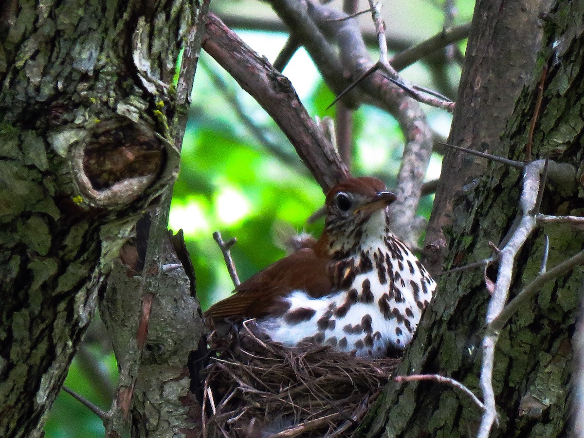 Wood Thrush - ML103245501