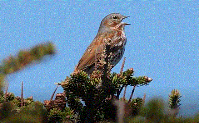 Fox Sparrow (Red) - ML103246281