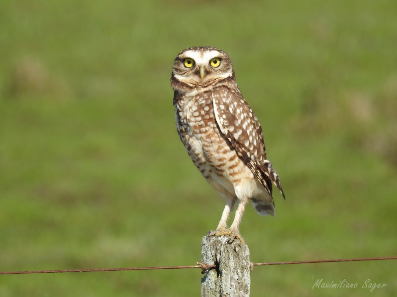 Burrowing Owl - ML103246531