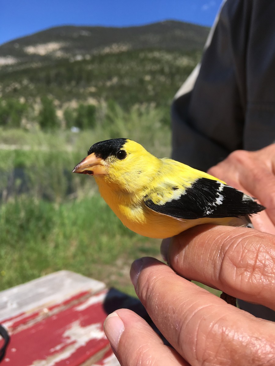 American Goldfinch - ML103246901