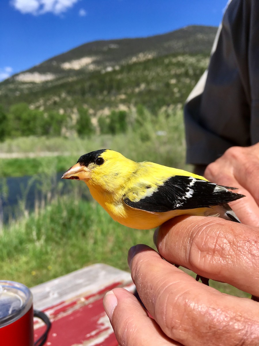 American Goldfinch - ML103246911