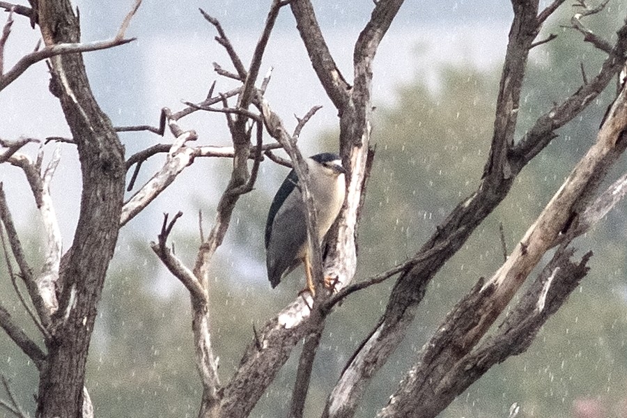 Black-crowned Night Heron - ML103247721