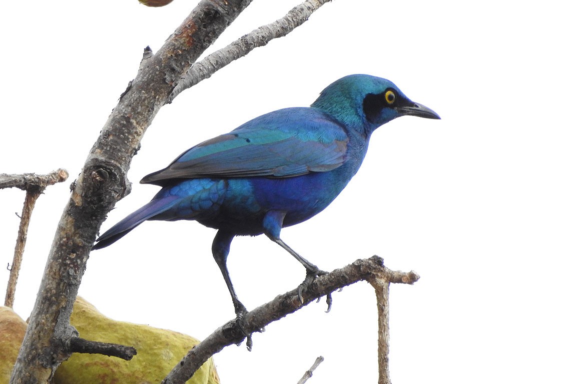 Lesser Blue-eared Starling - Ad Konings