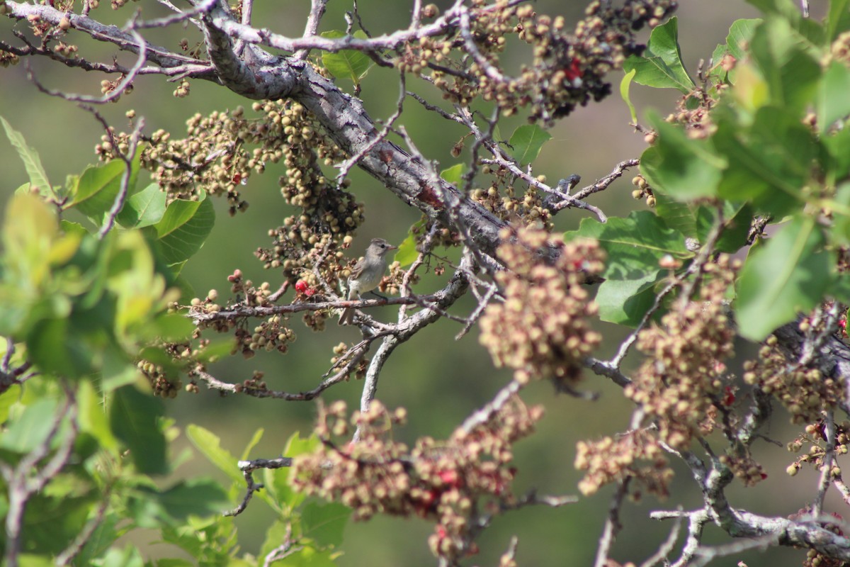 Northern Beardless-Tyrannulet - ML103248481