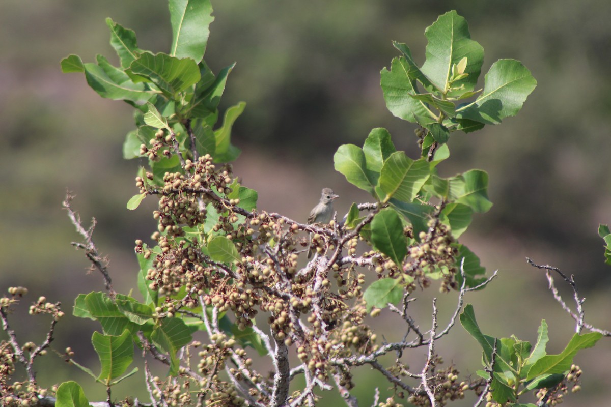 Northern Beardless-Tyrannulet - ML103248501