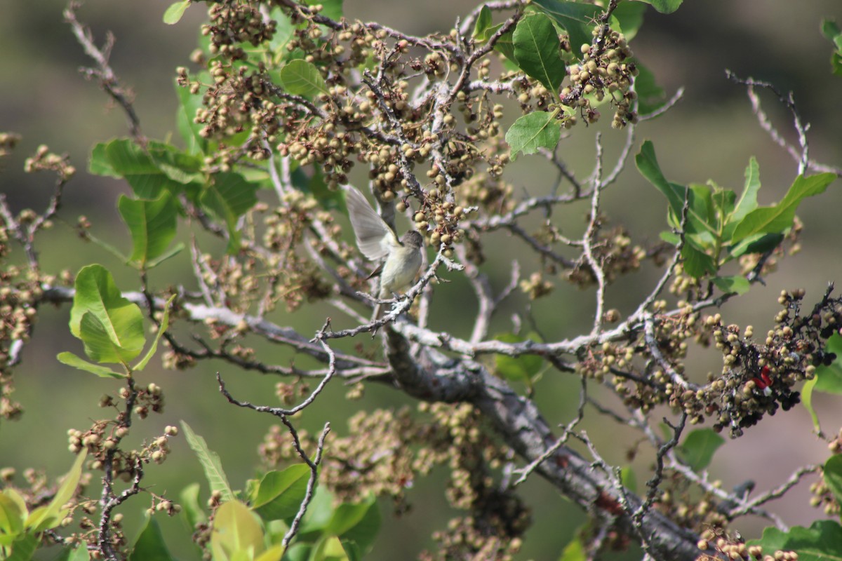 Northern Beardless-Tyrannulet - Hermes Vega