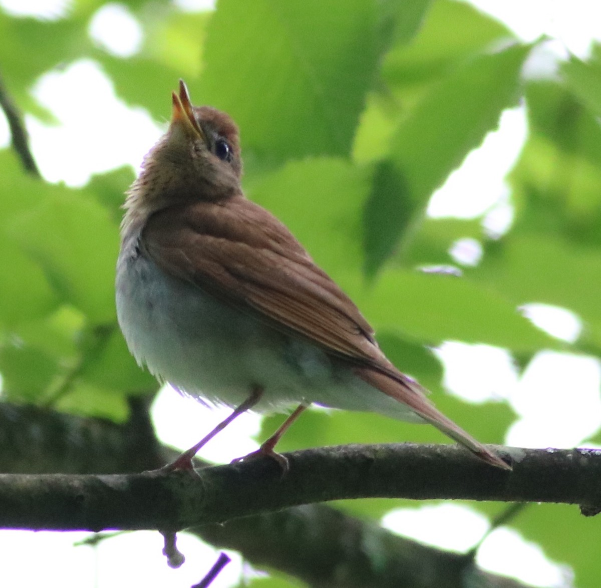 Veery - ML103249111