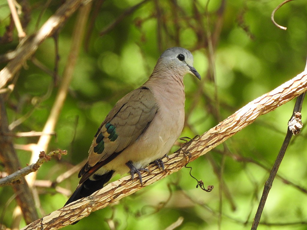 Emerald-spotted Wood-Dove - ML103249131