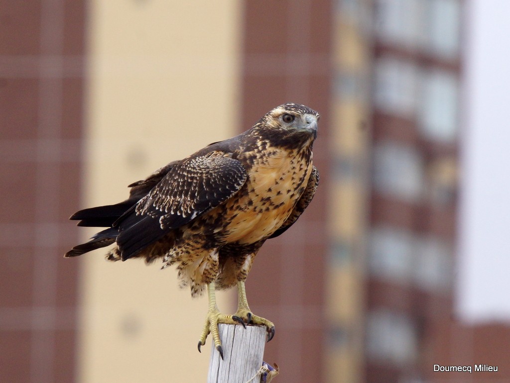 Black-chested Buzzard-Eagle - ML103249671