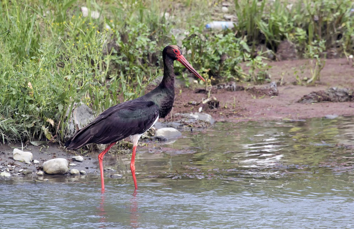 Black Stork - ML103250211