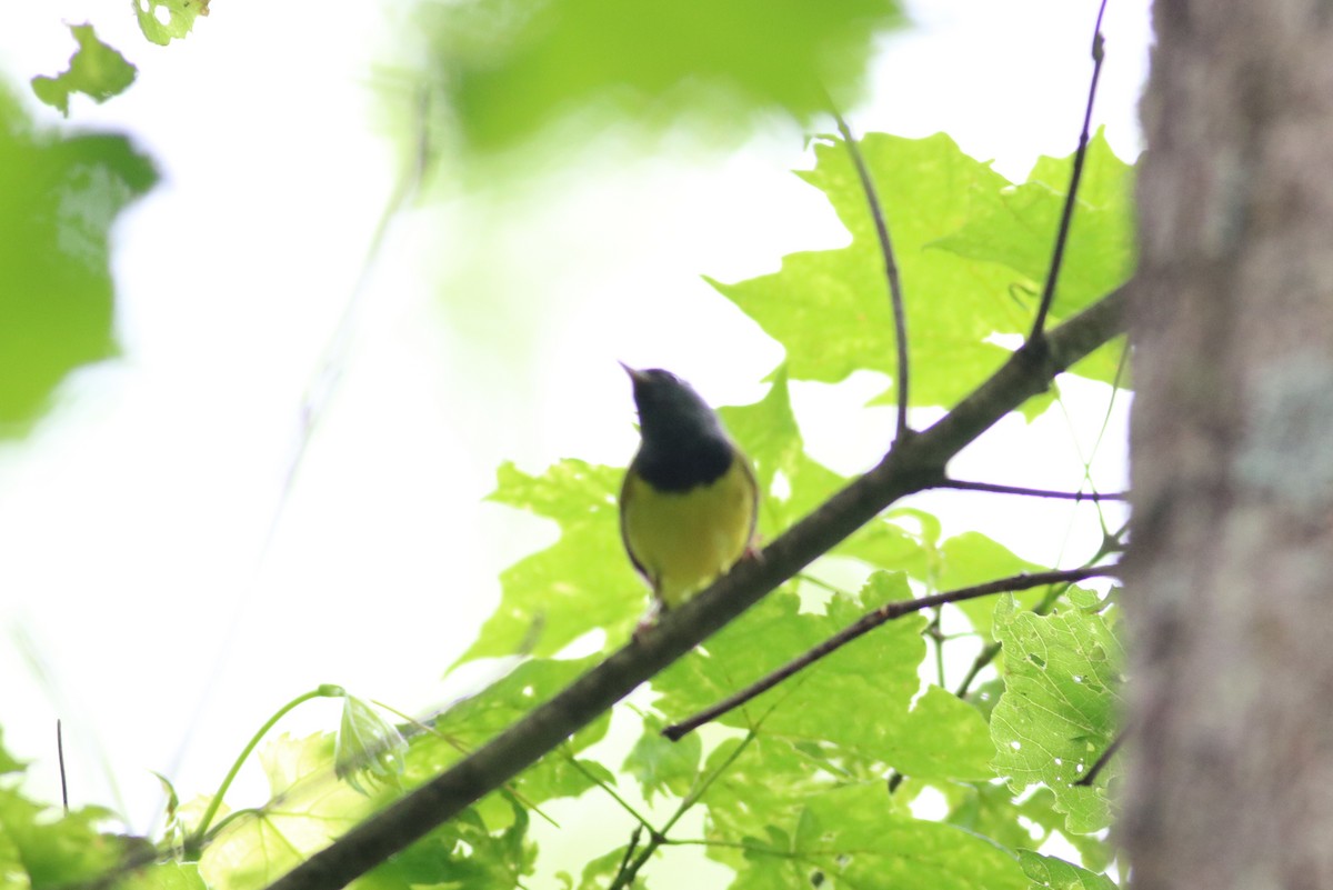 Mourning Warbler - ML103250311