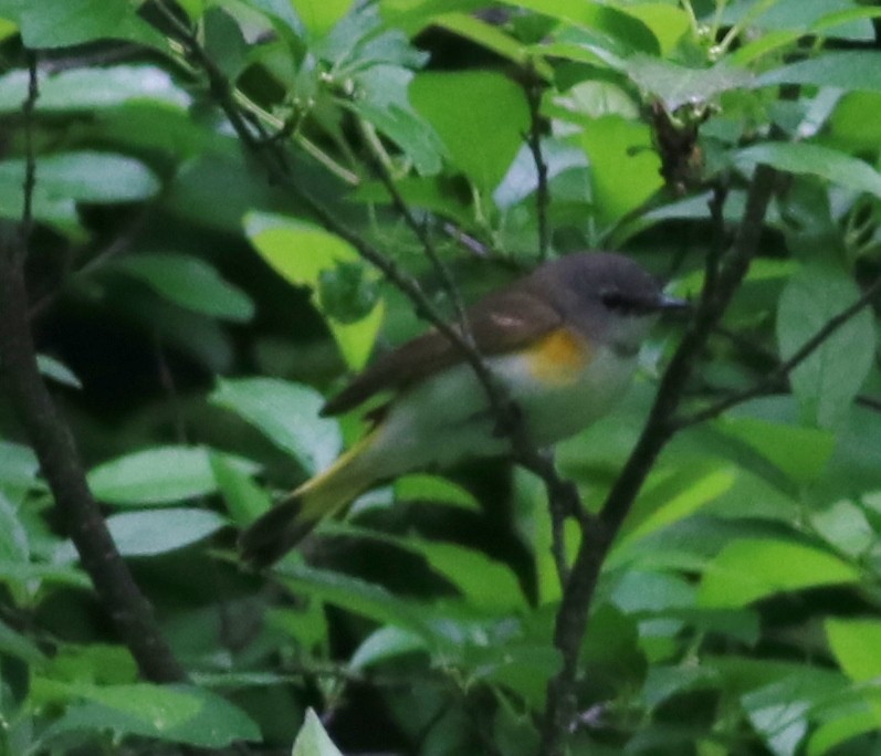American Redstart - ML103250461