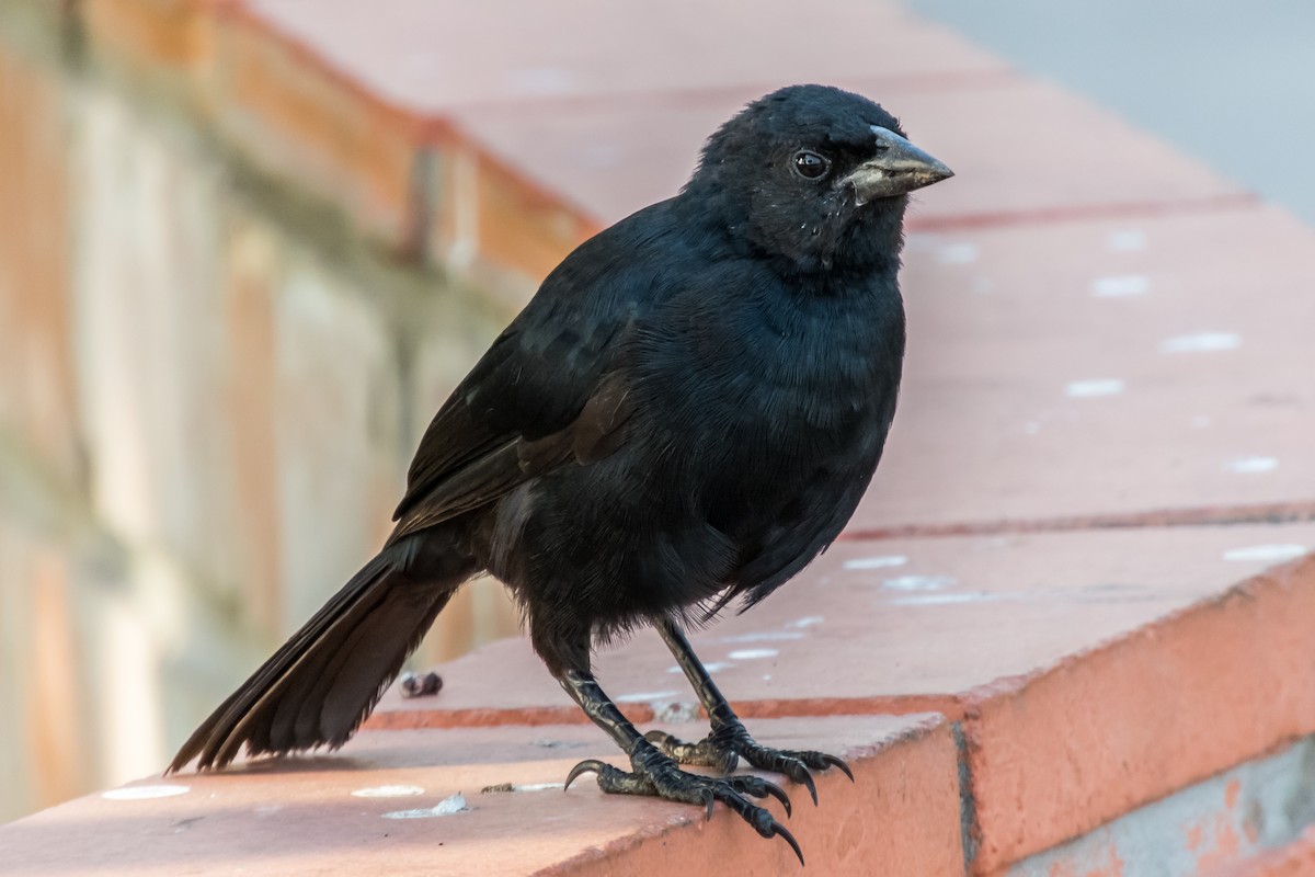 Scrub Blackbird - ML103250491