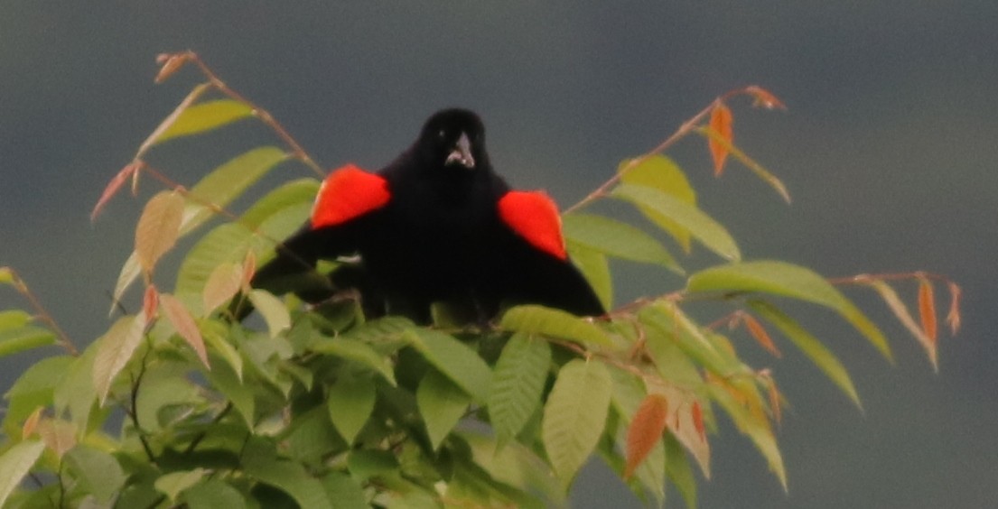 Red-winged Blackbird - ML103250601