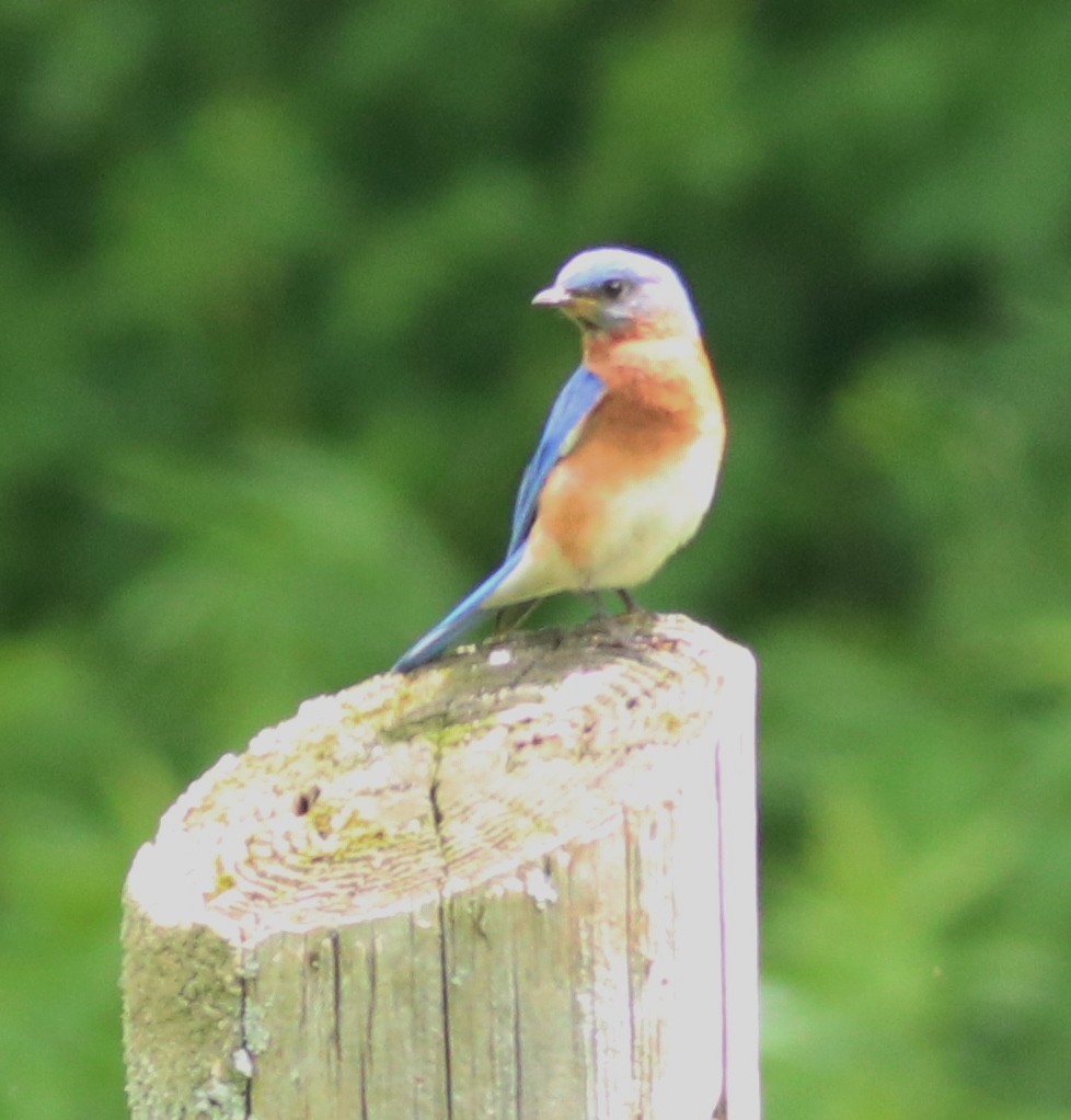 Eastern Bluebird - ML103250651