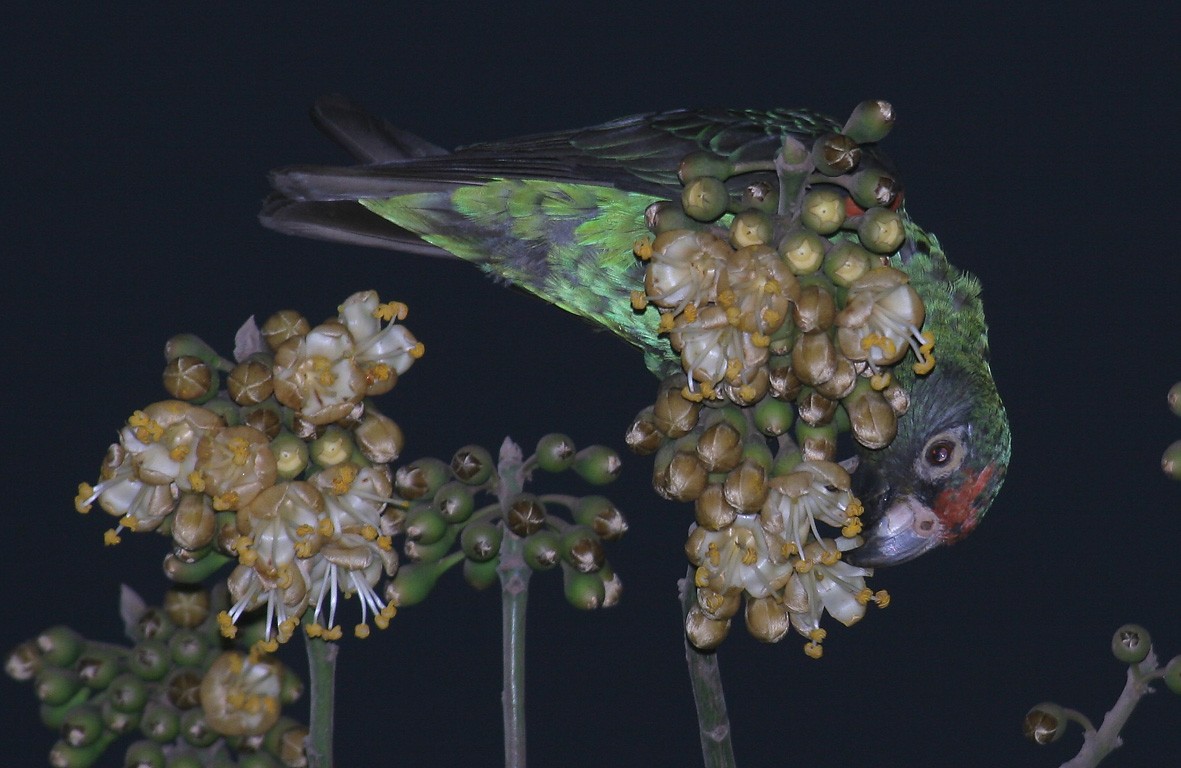 Red-fronted Parrot - Fabio Olmos