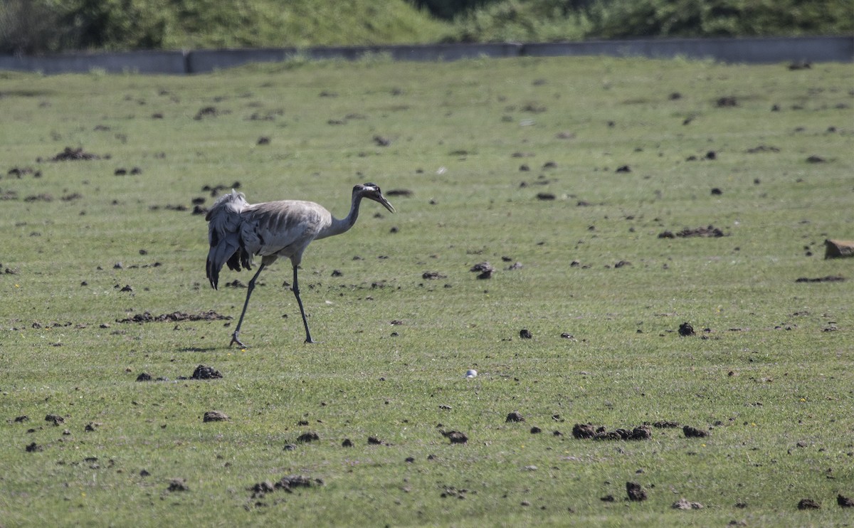 Common Crane - ML103251911