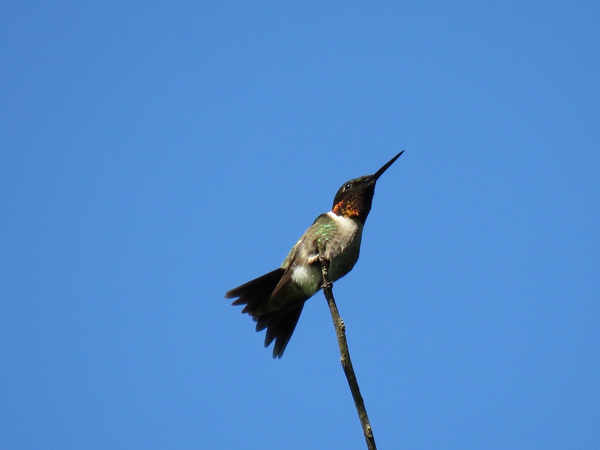 Ruby-throated Hummingbird - ML103252201