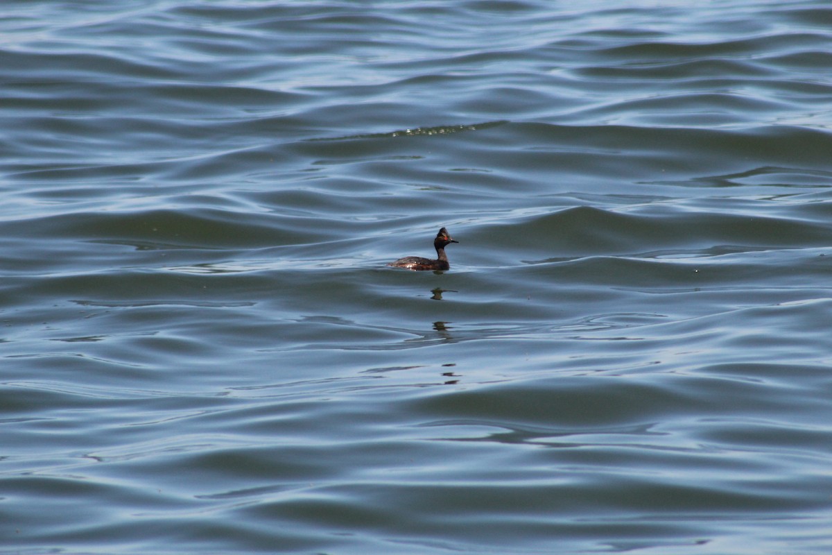 Eared Grebe - ML103257071