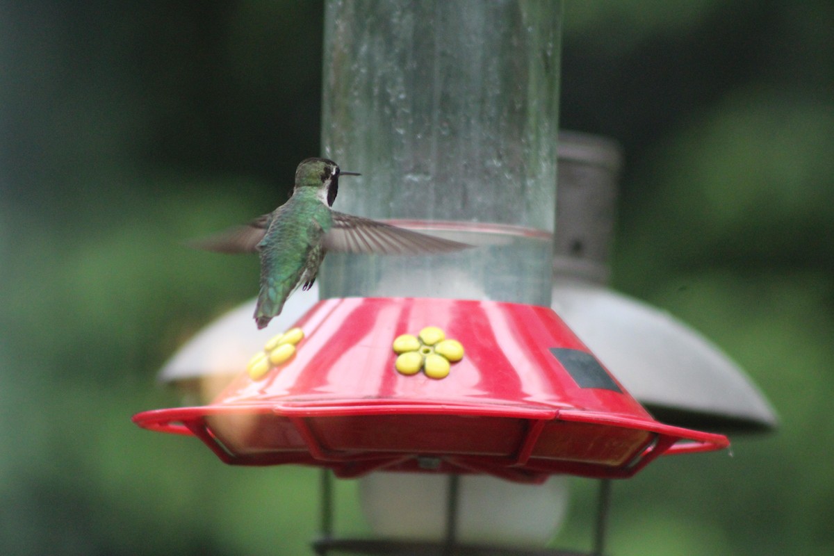 Anna's Hummingbird - ML103257101