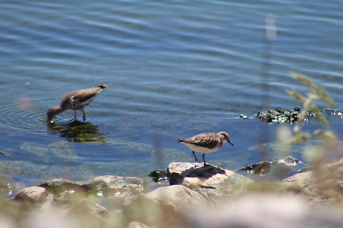 Semipalmated Sandpiper - ML103257361