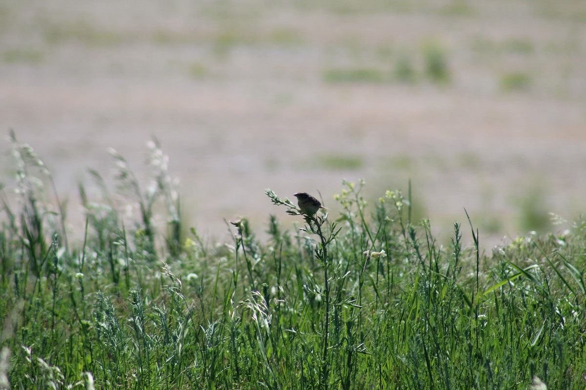 Grasshopper Sparrow - ML103257571