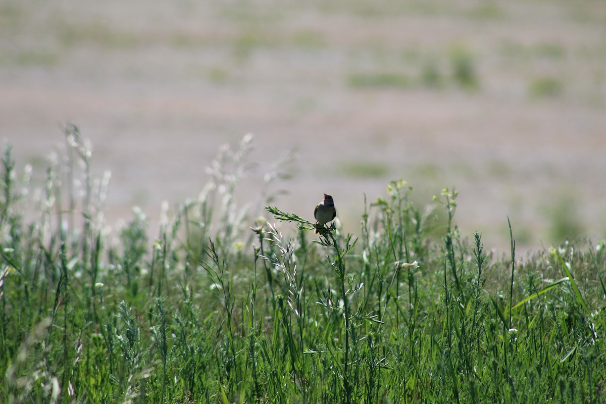 Grasshopper Sparrow - ML103257611