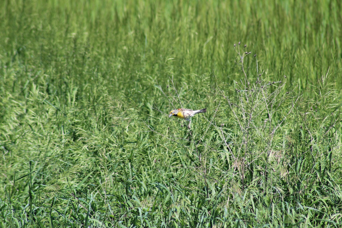 Dickcissel - ML103257711