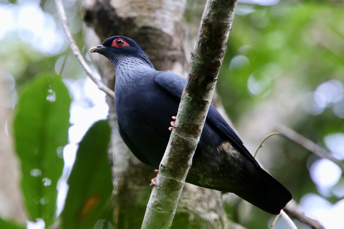 Madagascar Blue-Pigeon - Olivier Langrand