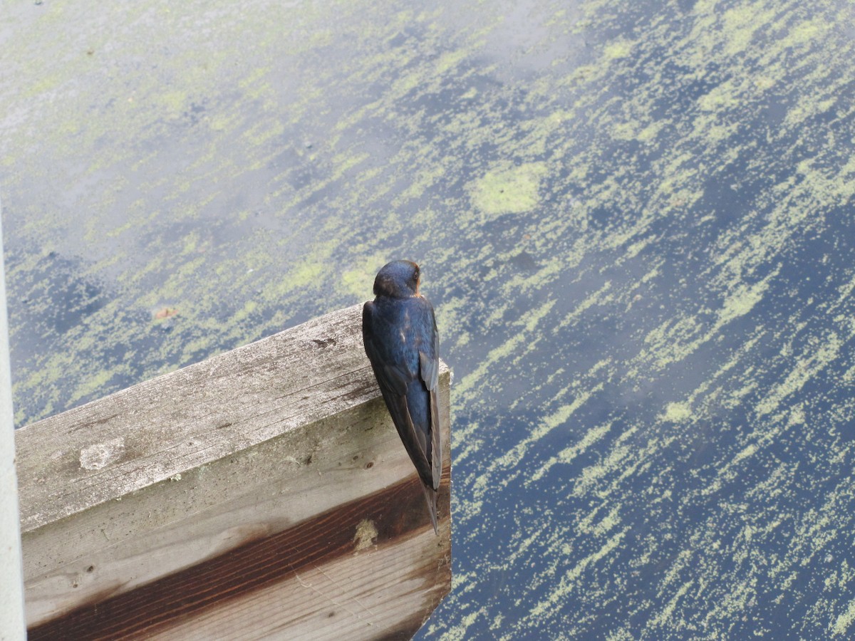 Barn Swallow - Christopher Moellering