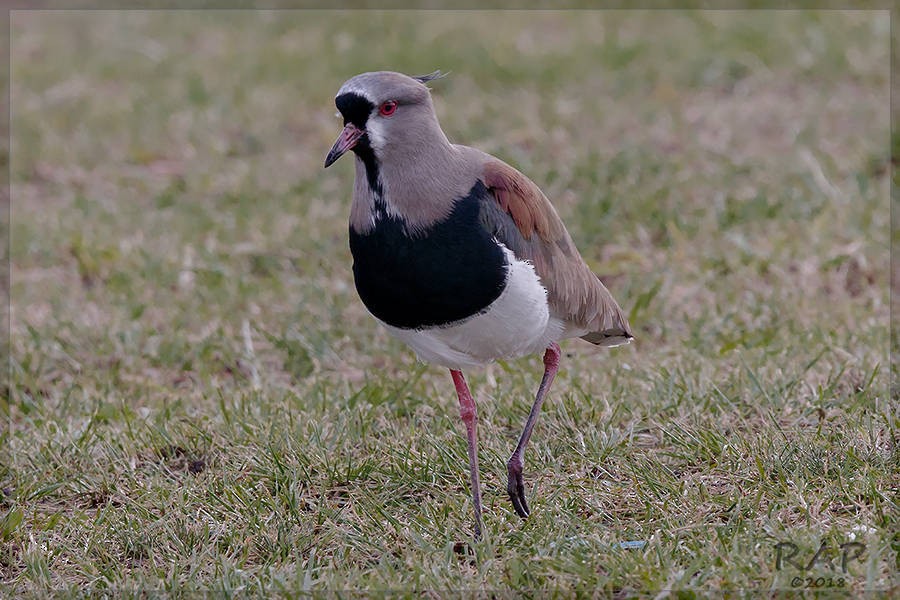 Southern Lapwing - ML103260601