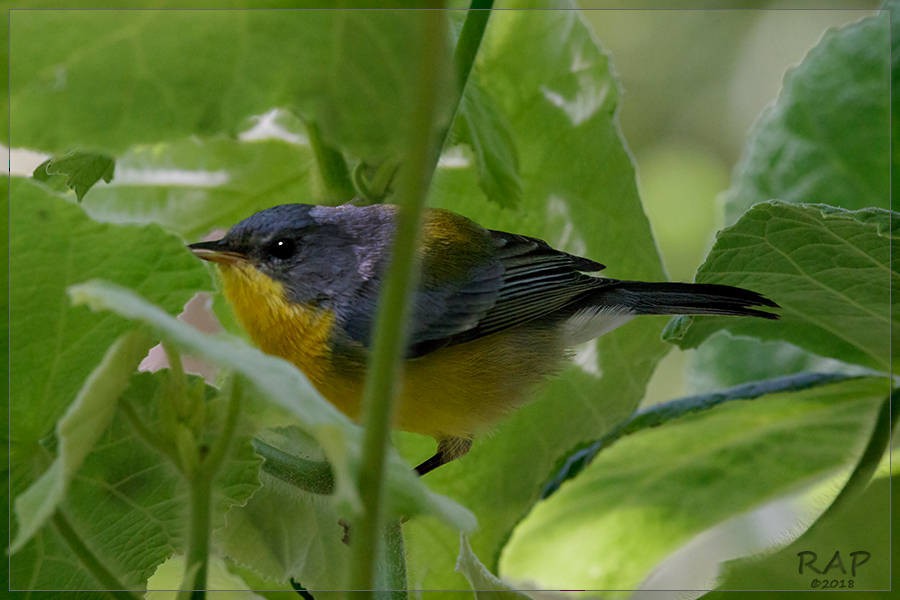 Tropical Parula - Ricardo A.  Palonsky