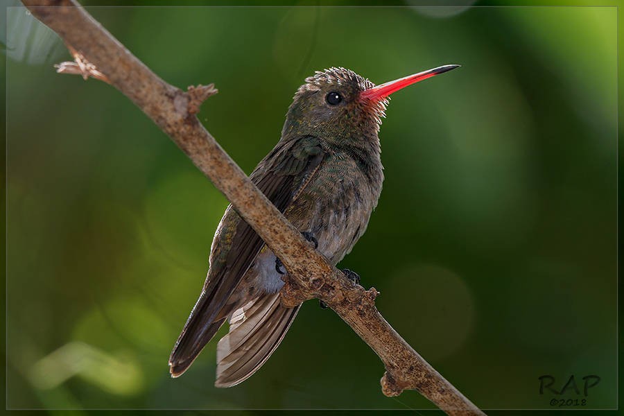 Gilded Hummingbird - ML103264101