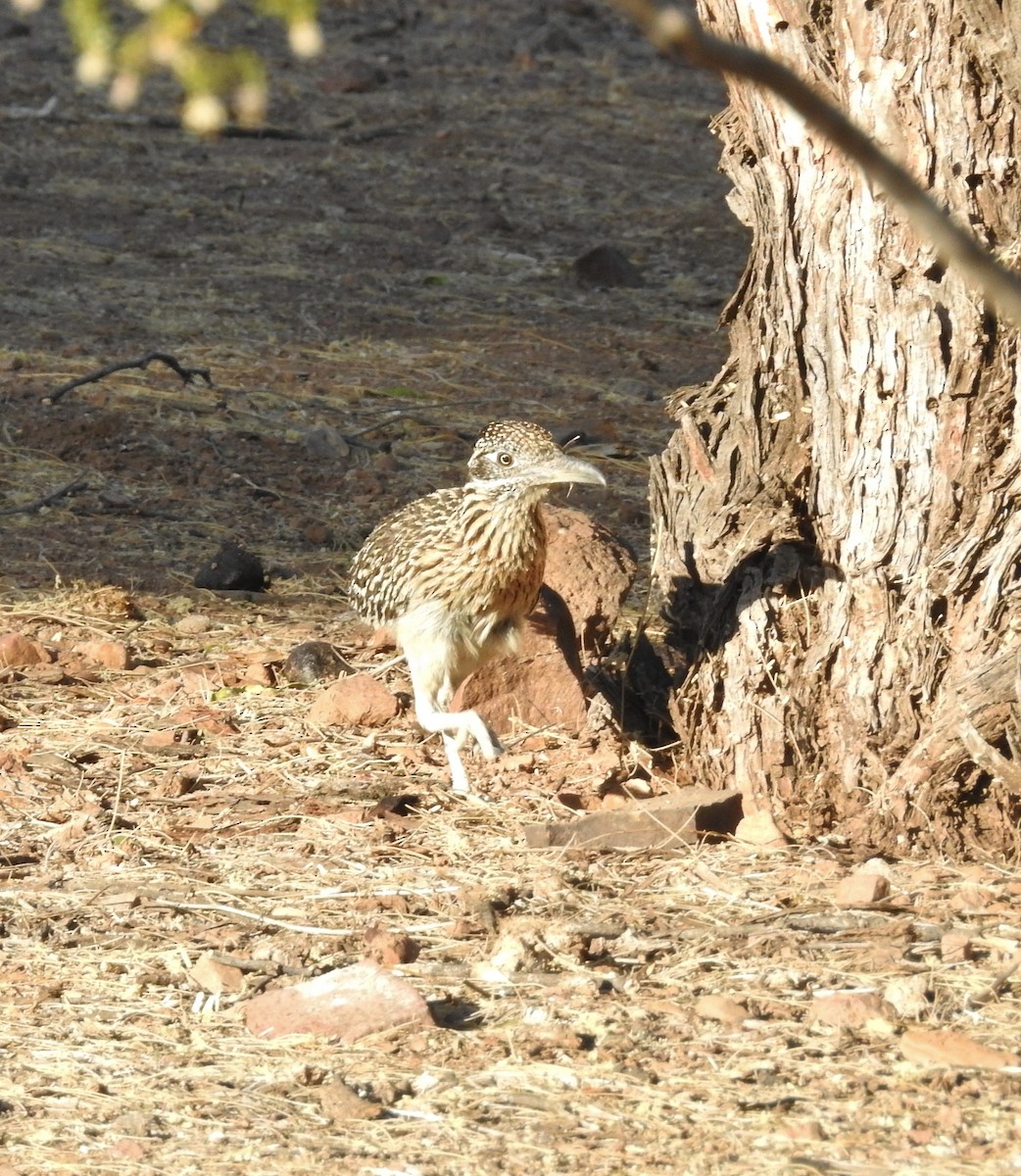 Correcaminos Grande - ML103264371