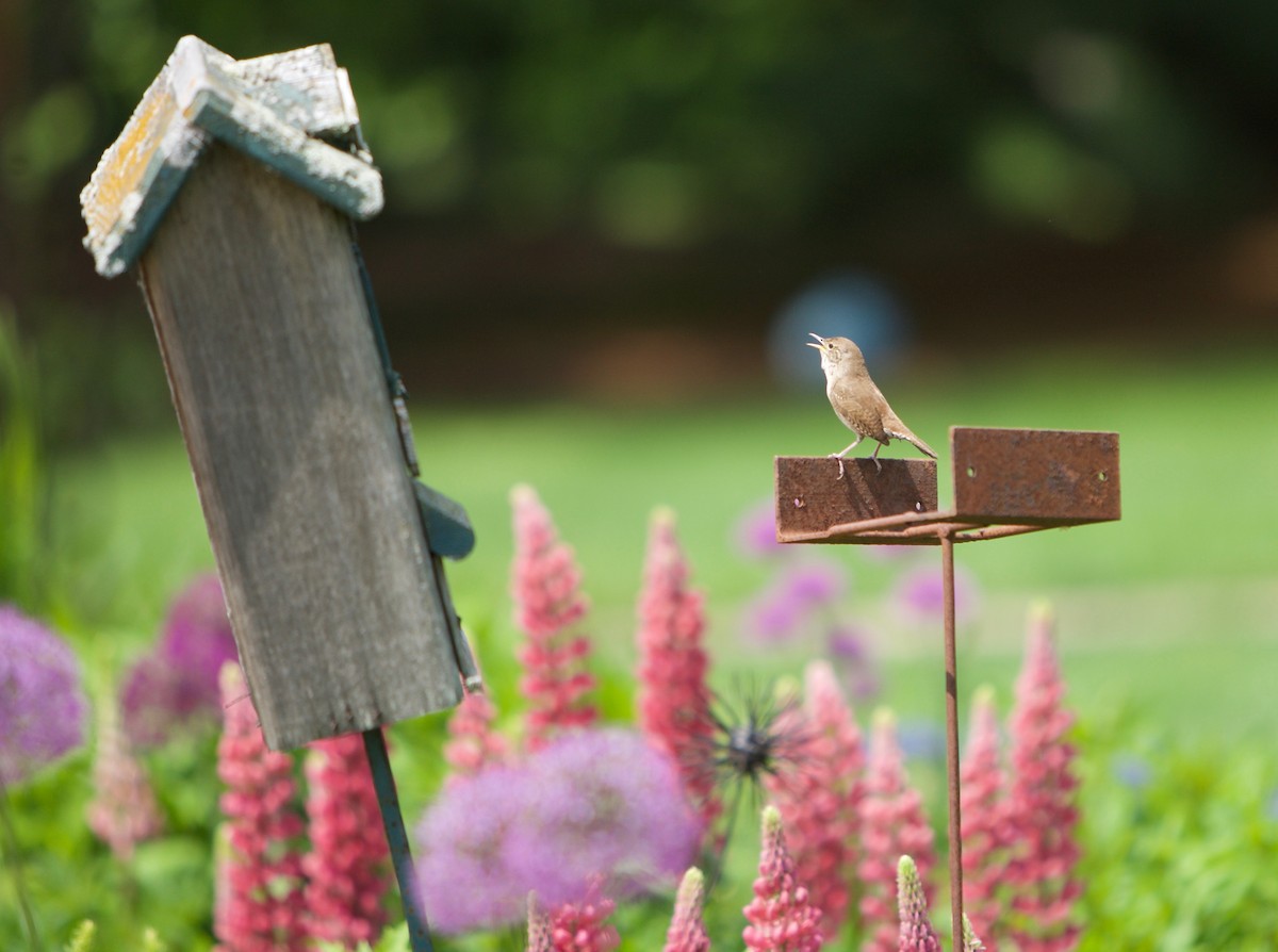 Northern House Wren - Robert Bruss