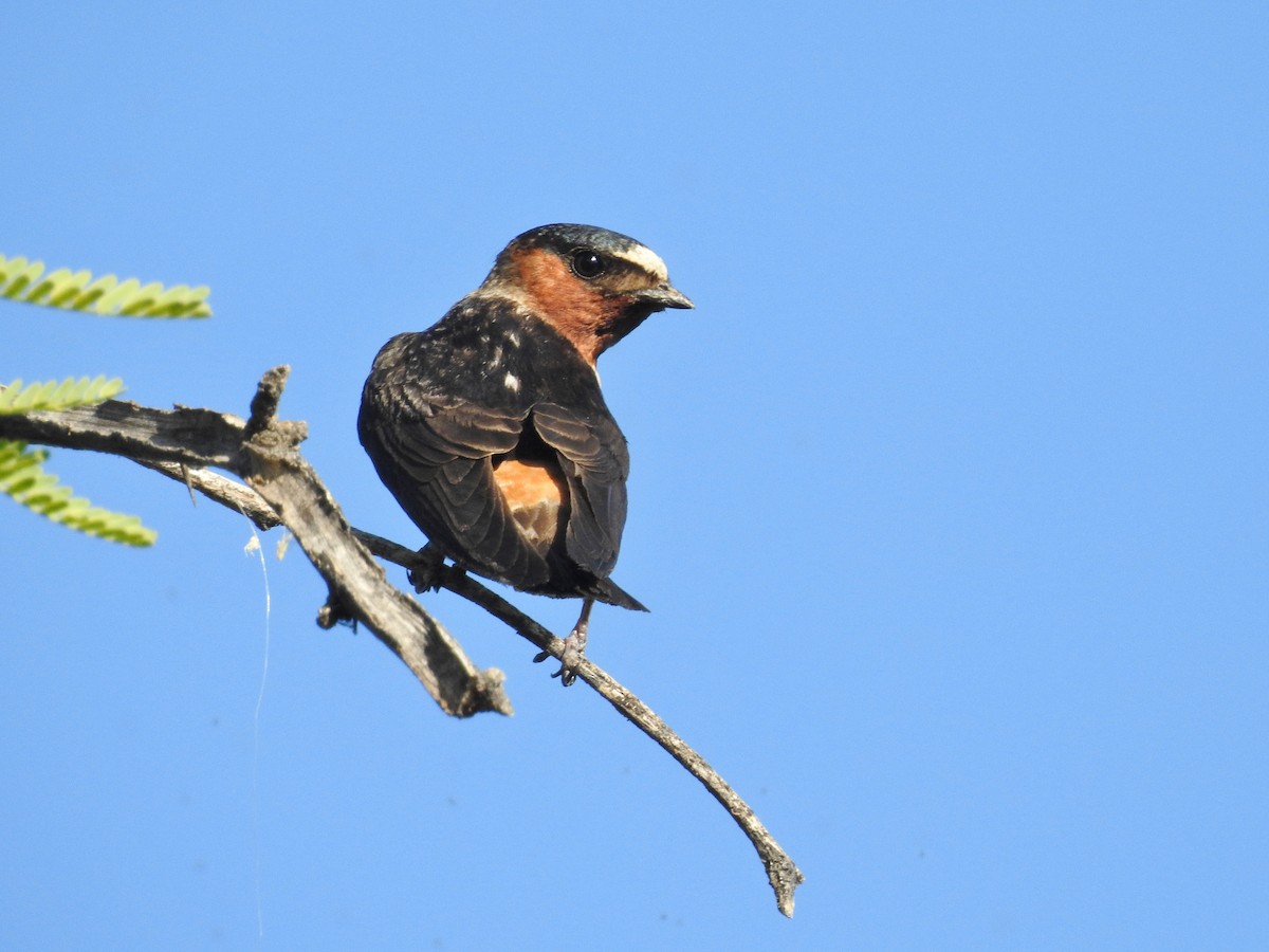 Cliff Swallow - ML103265201