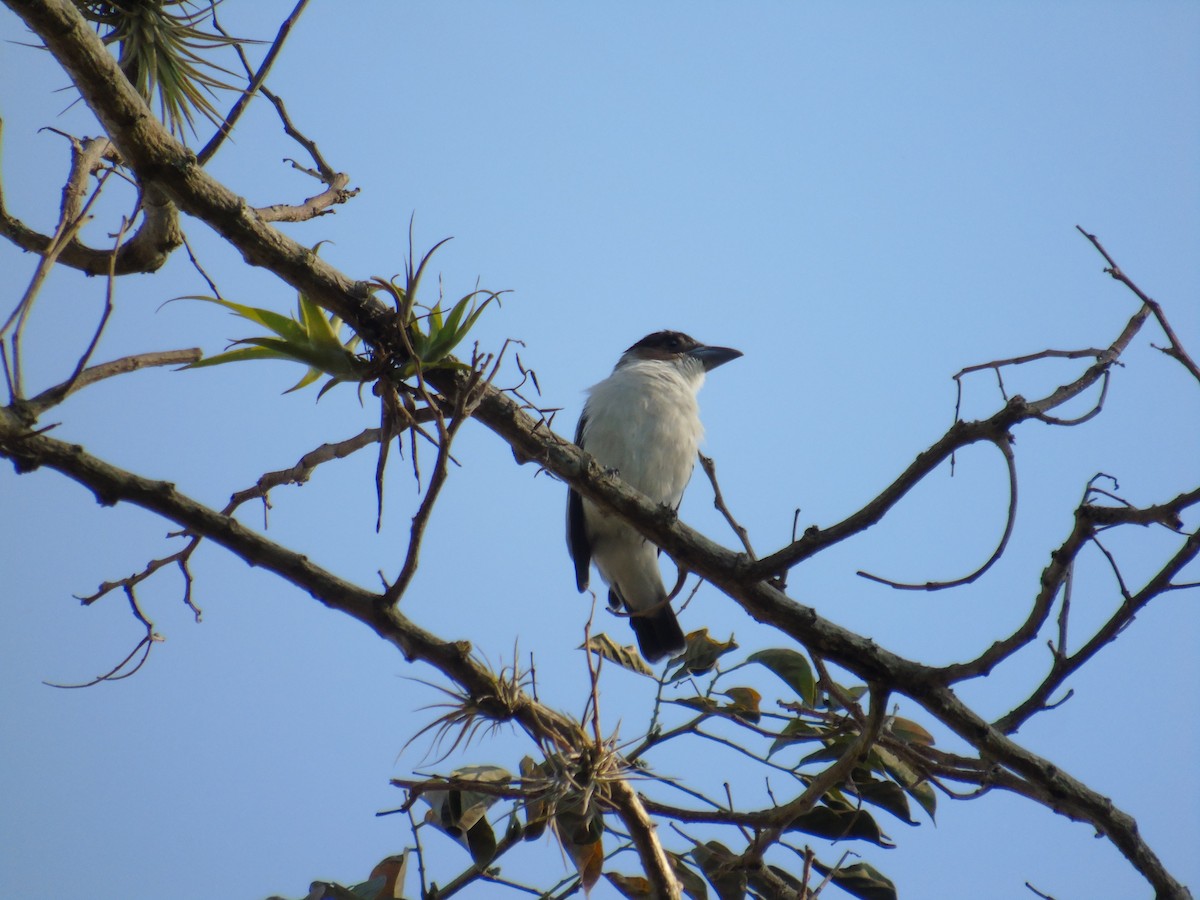 Black-crowned Tityra - ML103268491